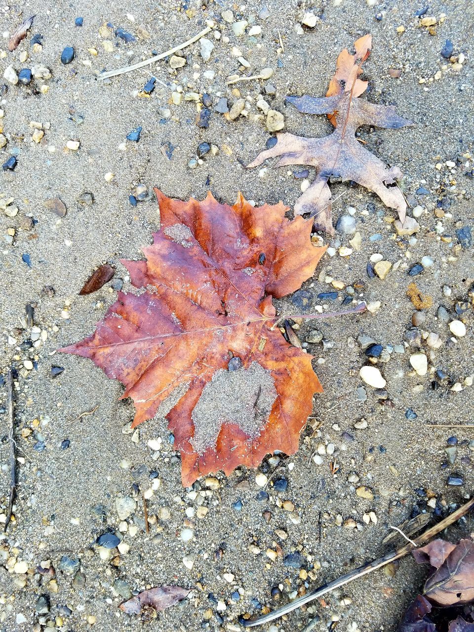Beached Autumn Leaf