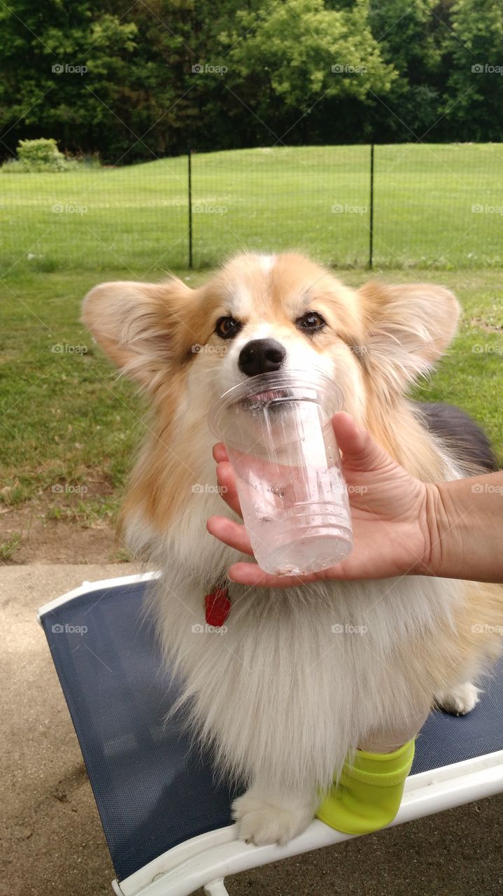 licking ice. she thinks ice is treats