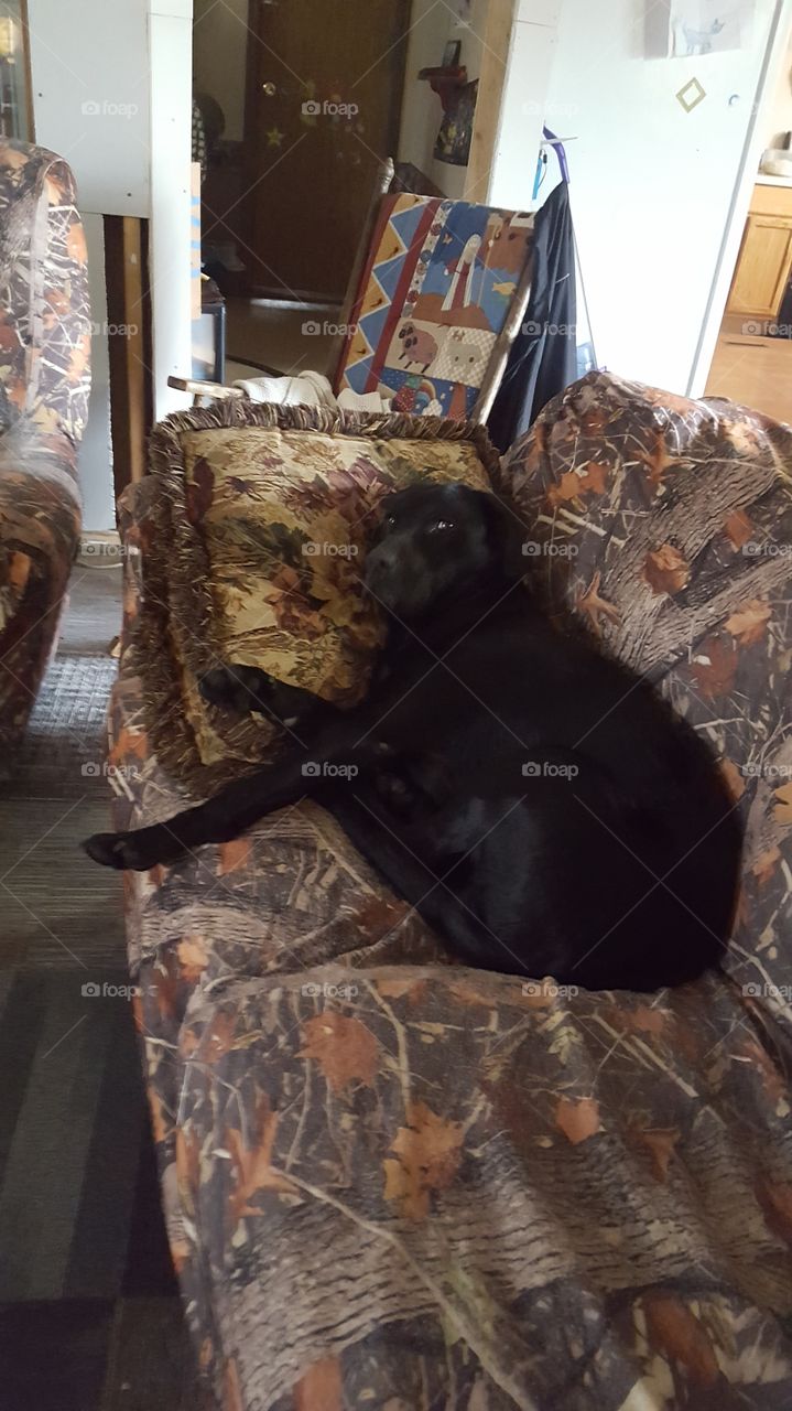 lazy lab sleeping on my couch