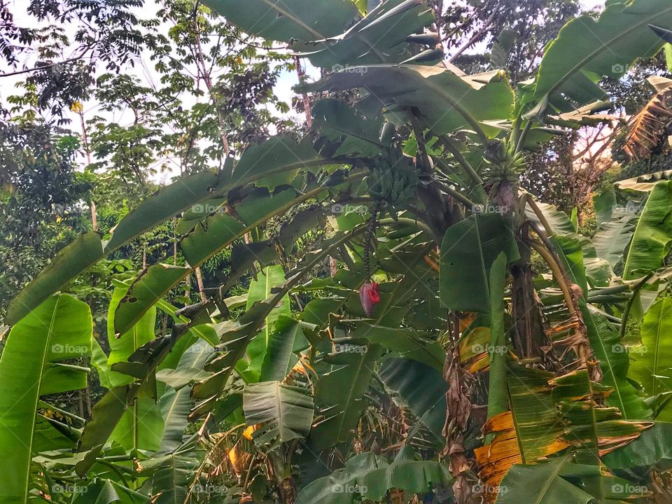 Banana Trees in Quepos Costa Rica