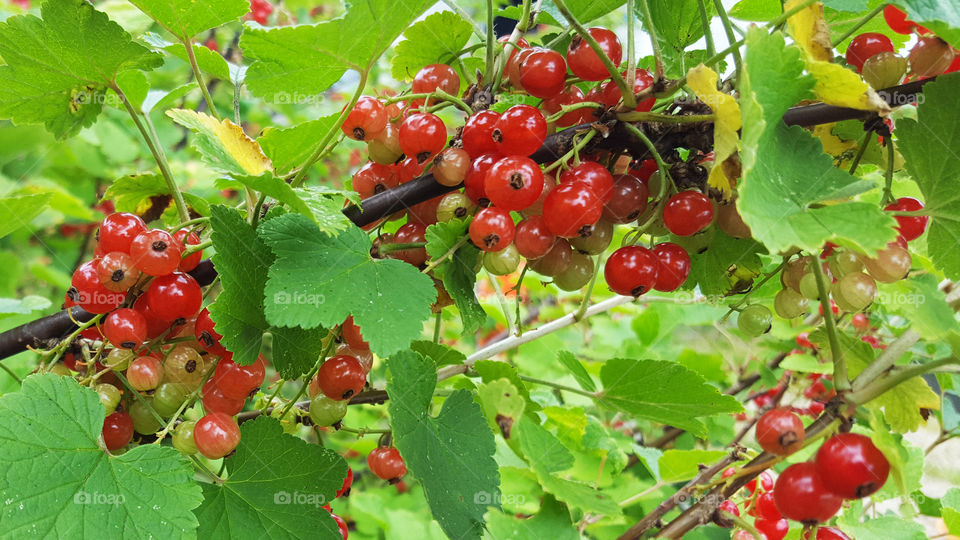 Colorful red currant berries 