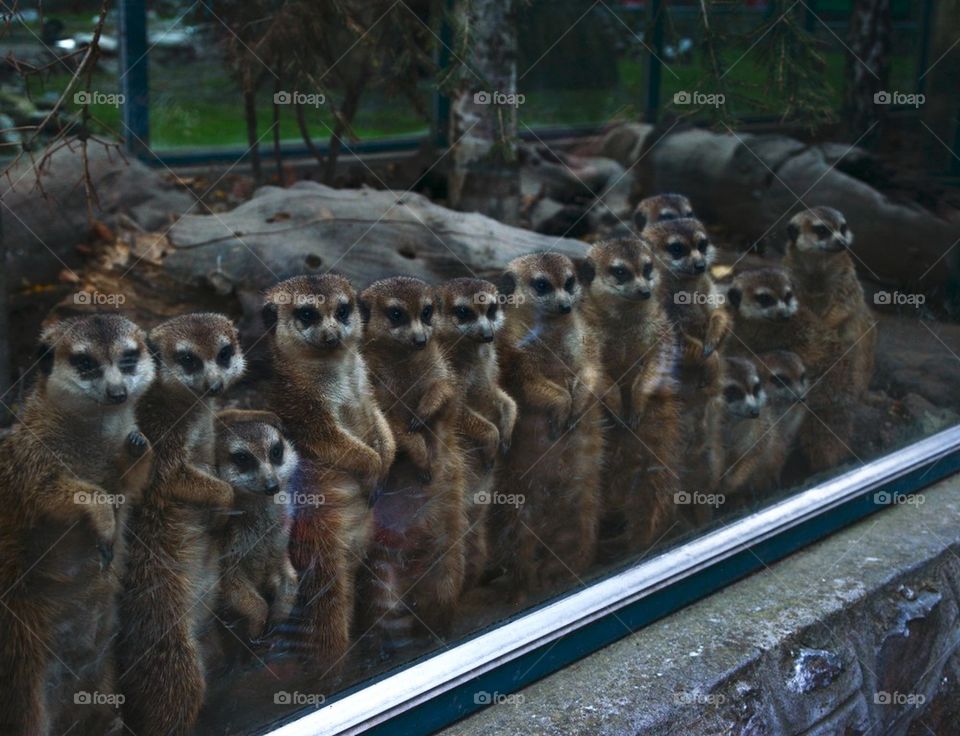 merkats in a row