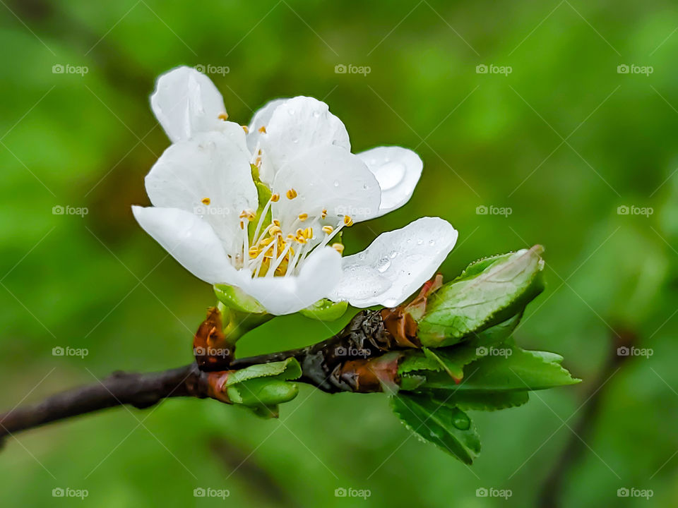 Fruit tree flower and leaves emerging; the first signs of Spring.