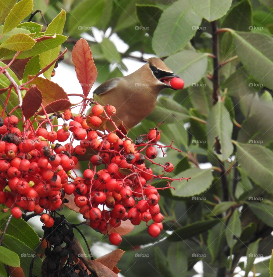 Cedar-Waxwing