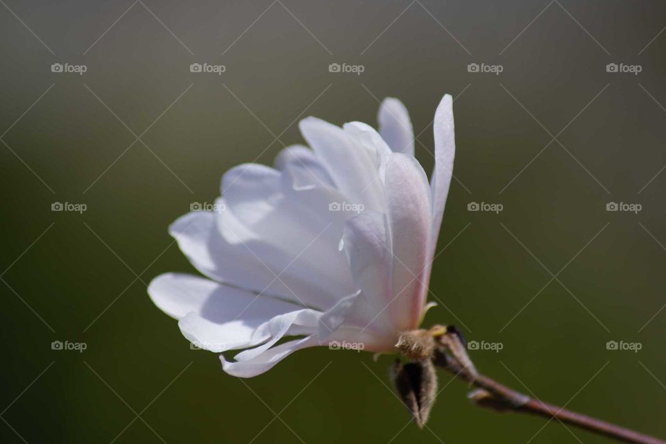 White flower