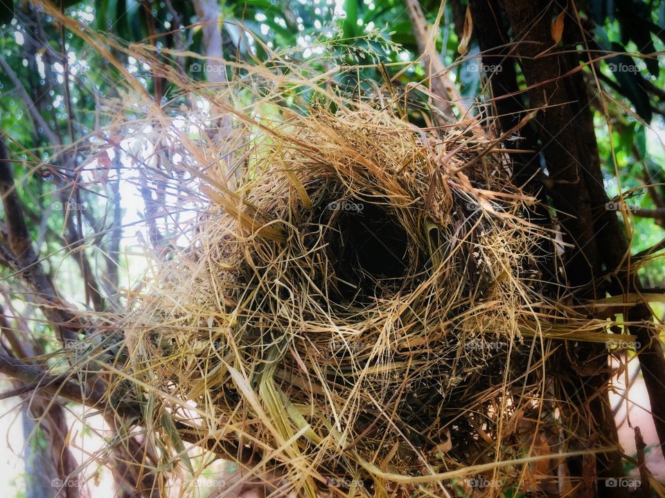 A beep into bird’s nest in the morning