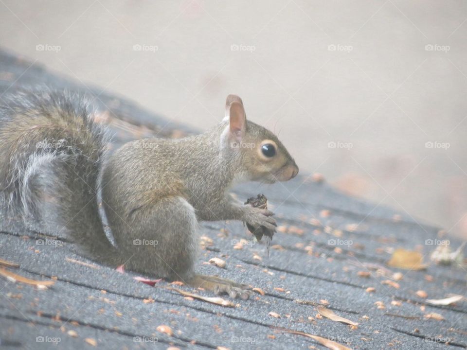 Squirrel 