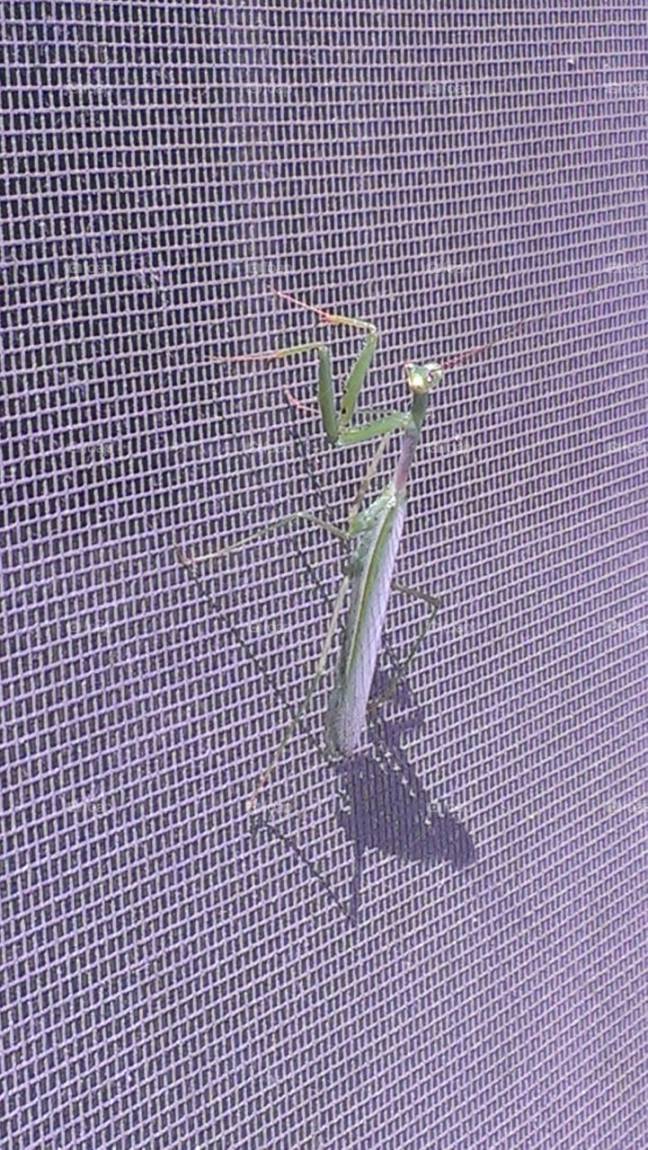 Praying mantis. Huge bug hanging out on the screen.