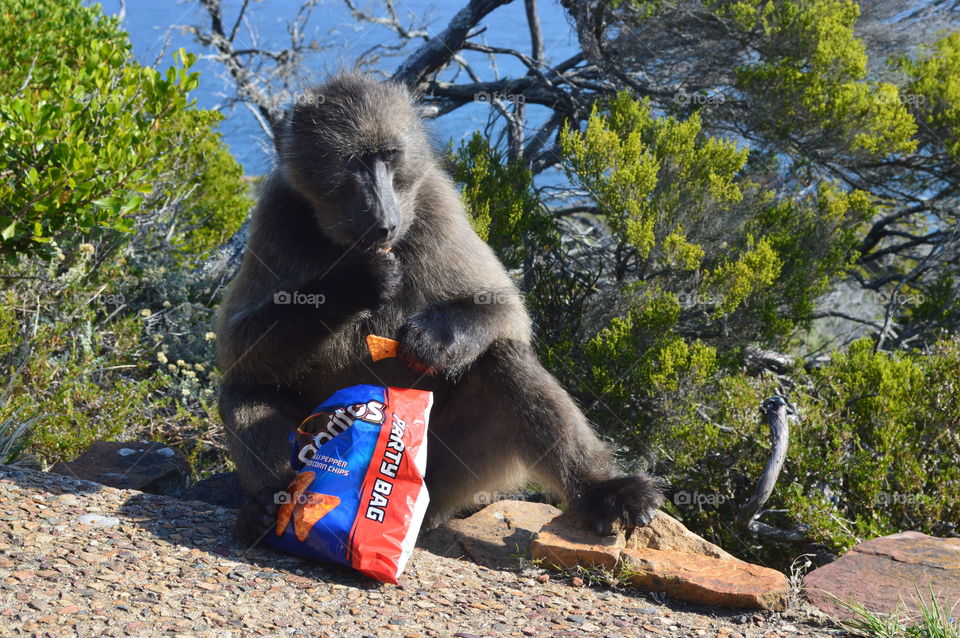 Baboon in Cape Town South Africa enjoying a bag of Doritos he snatched from a tourist 
