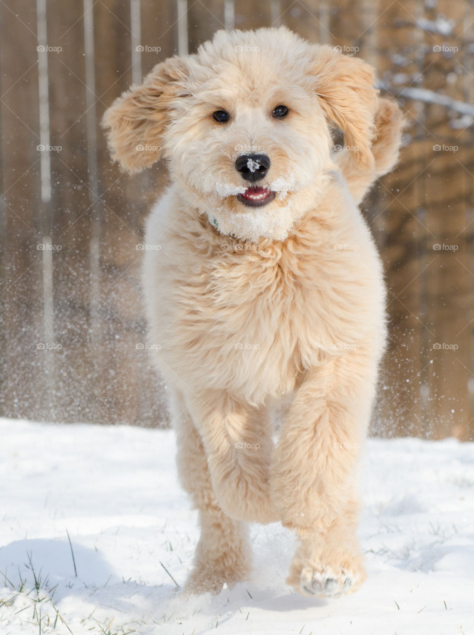 Goldendoodle Puppy Running in the Snow