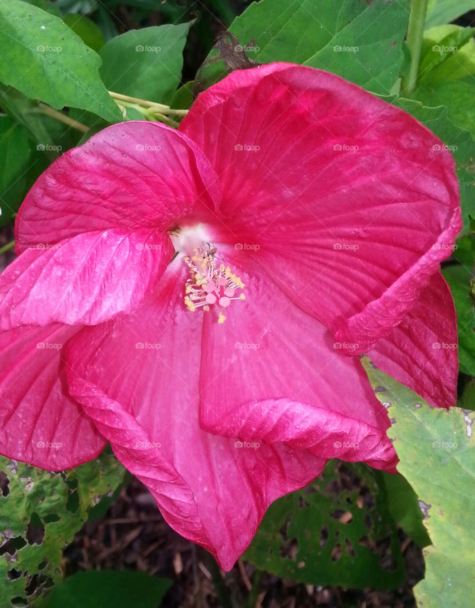hibiscus