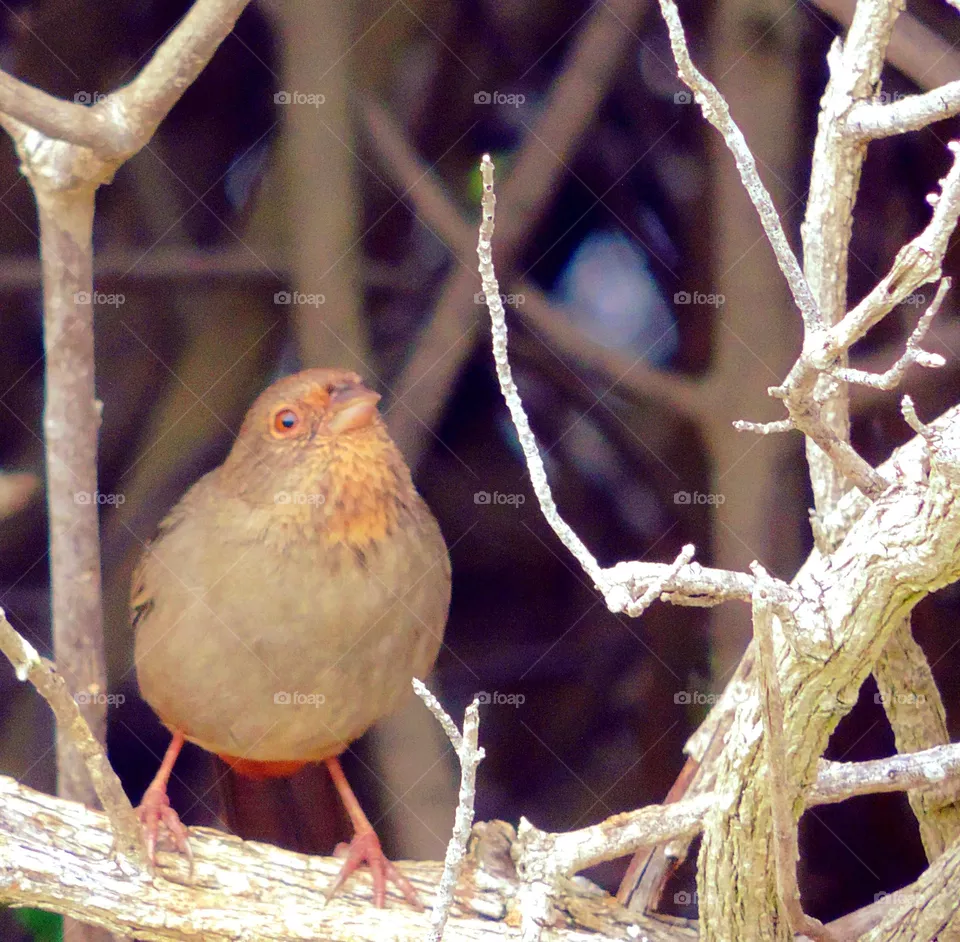 Cowbird 