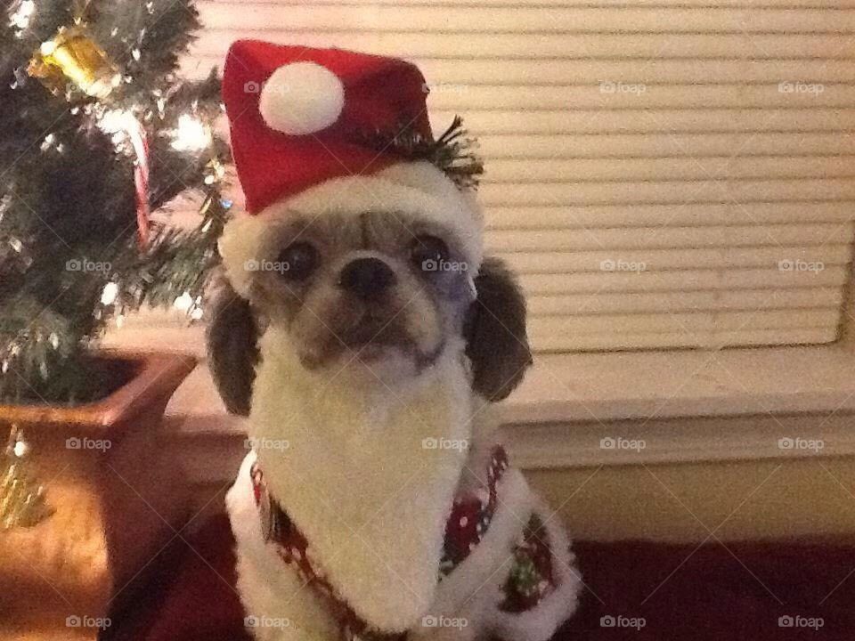 Santa paws