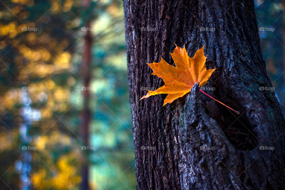 Autumn leaf