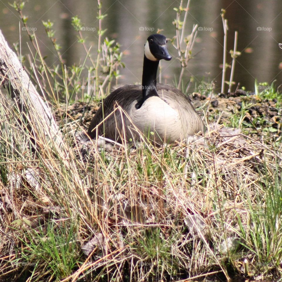 Canadian Geese on her Nest