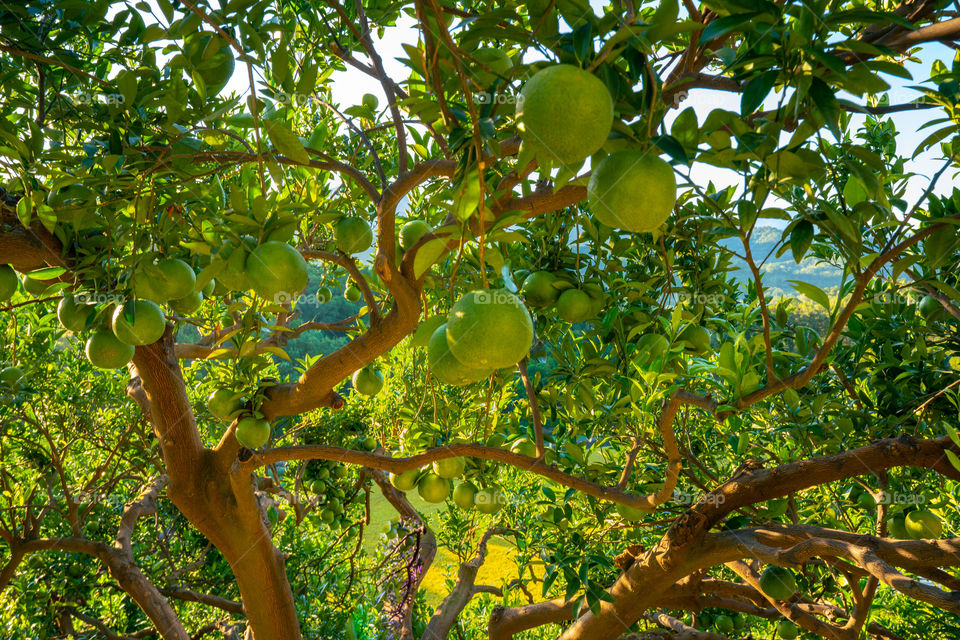 orange tree in the garden