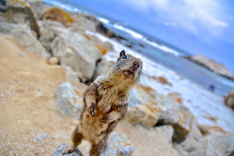 Close-up of squirrel standing on rock at beach
