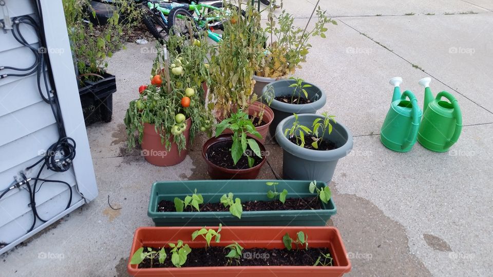 Summer Garden in Pots. Used pots for apartment gardening! summer vegetables!