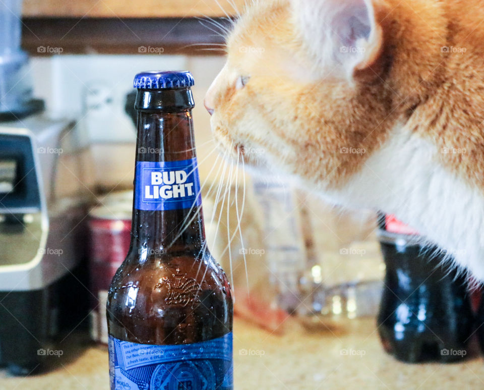 bud Light- Curious Kitty. Pet cat sniffing around  a Bud.