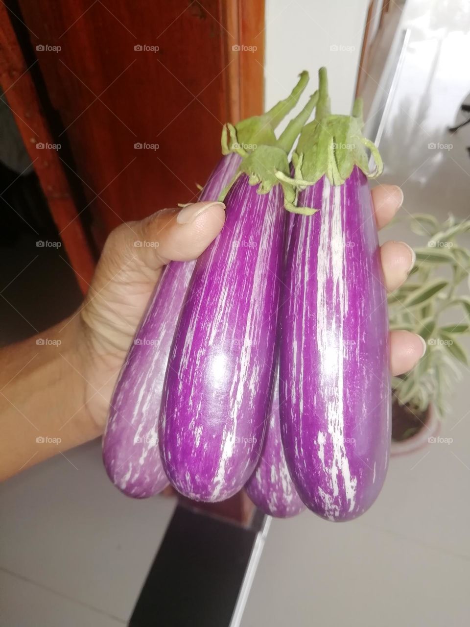 Check color purple line