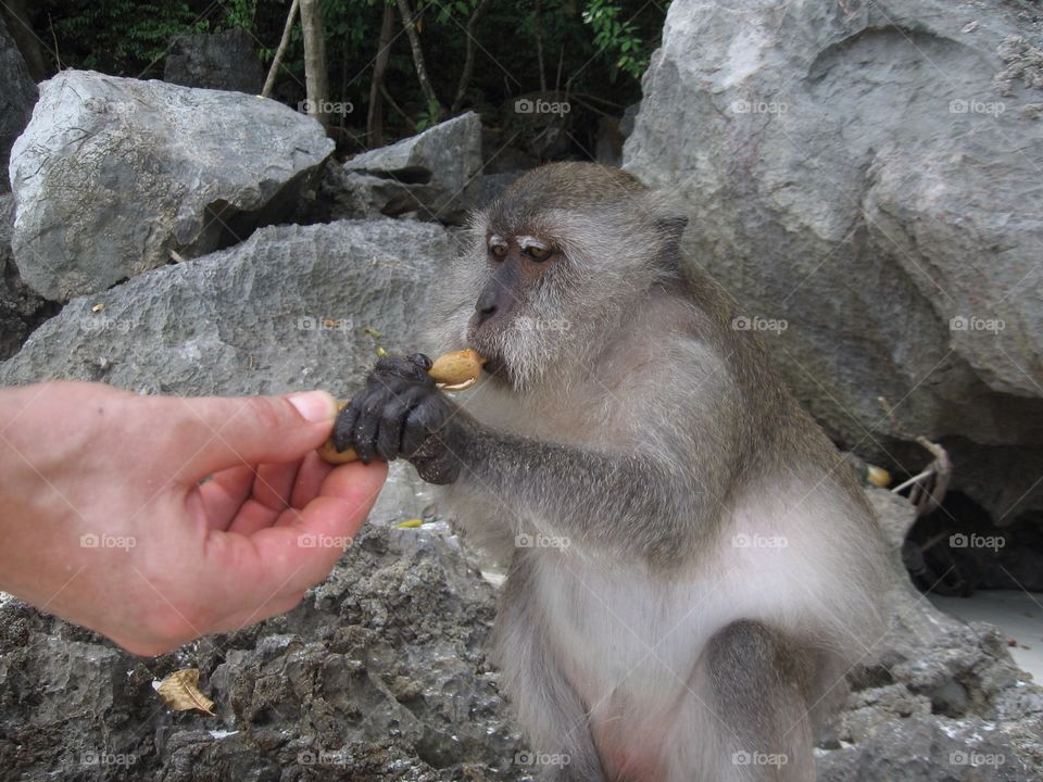 Feeding a monkey