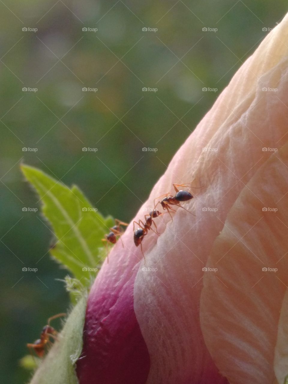 ant on okra flower
