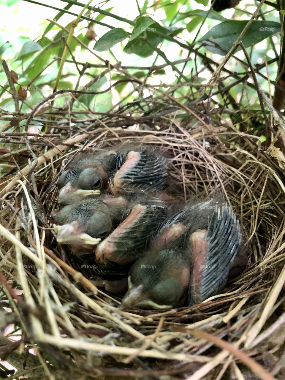 Three recently hatched cardinal birds sleeping in nest