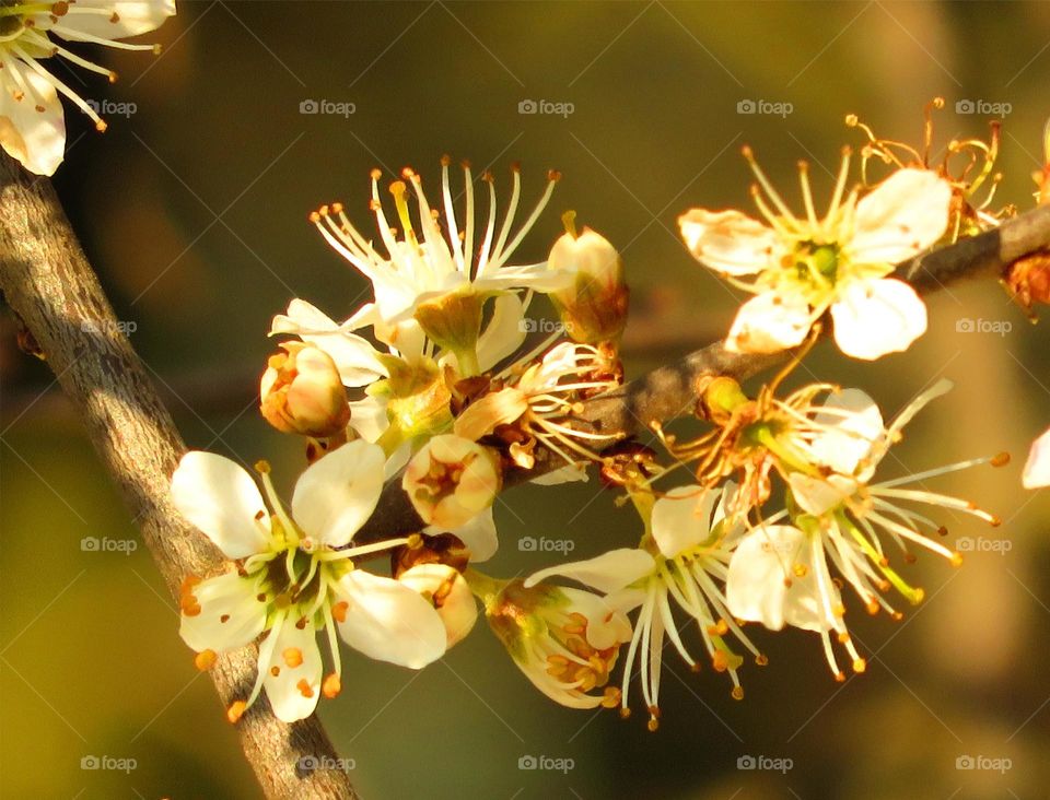 Spring blossom