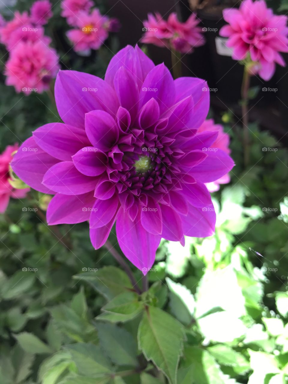 A beautiful flower