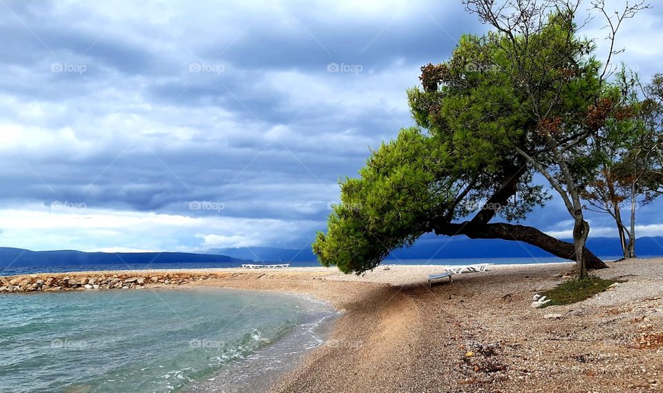 A tree at beach