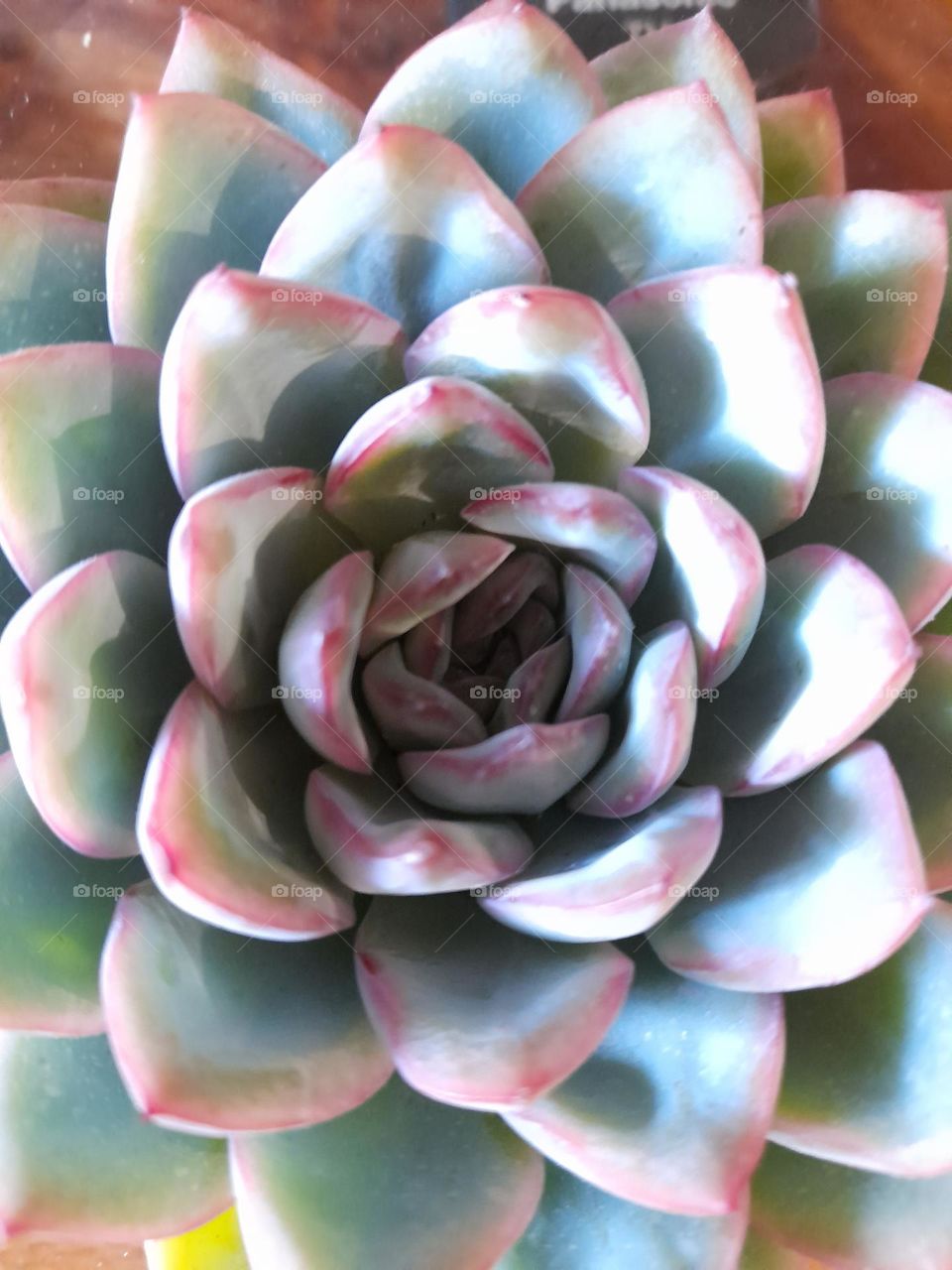 echeveria succulent