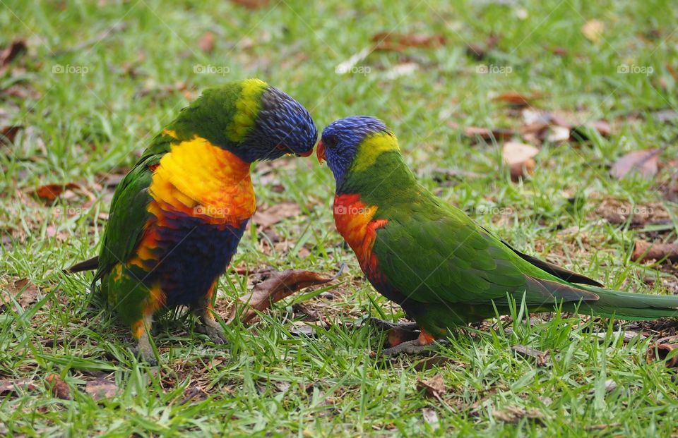 Parakeets arguing