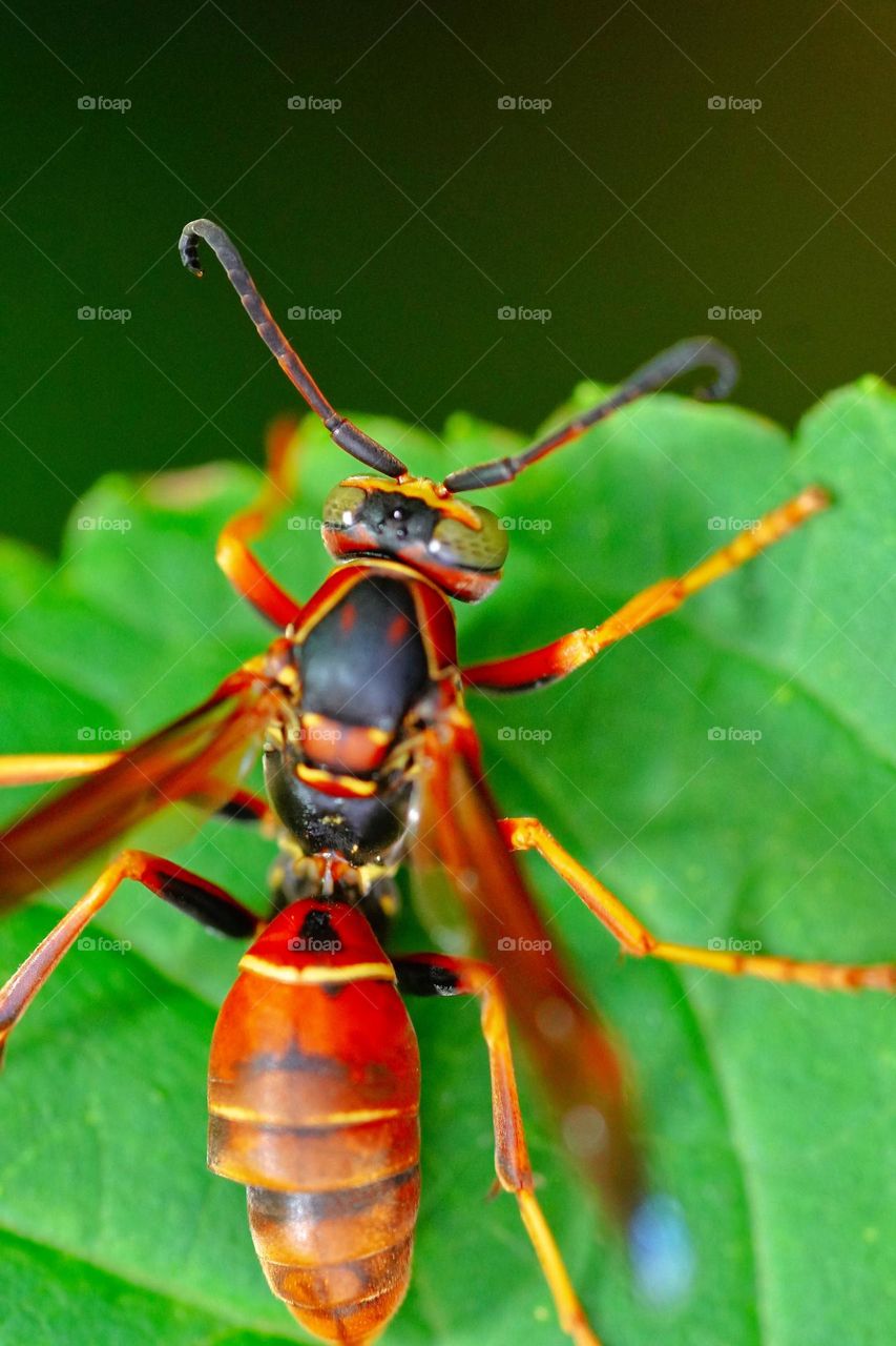 wasp