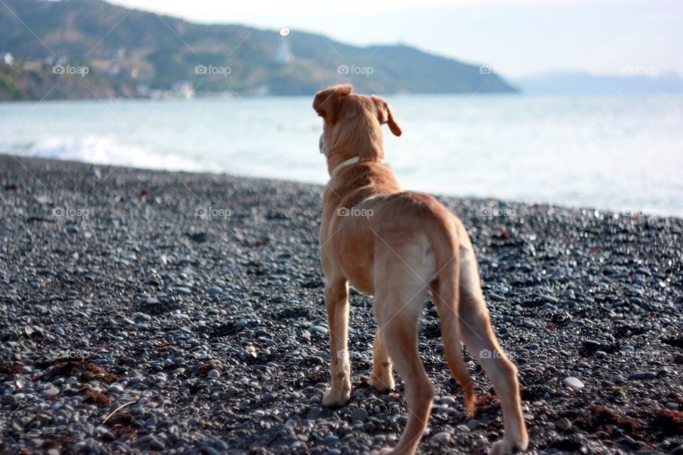 Beach, Summer, Dog, No Person, Nature