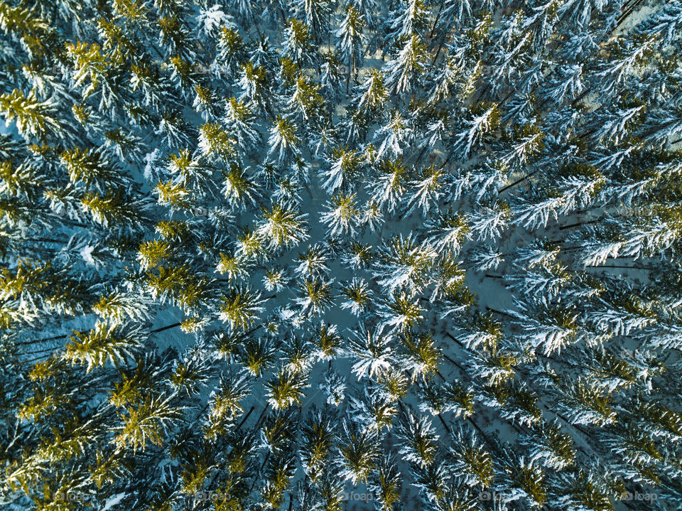 coniferous forest from above in winter