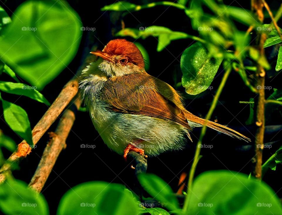 Bird photography  - tailor bird