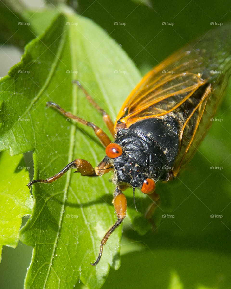 Cicada on a leaf 