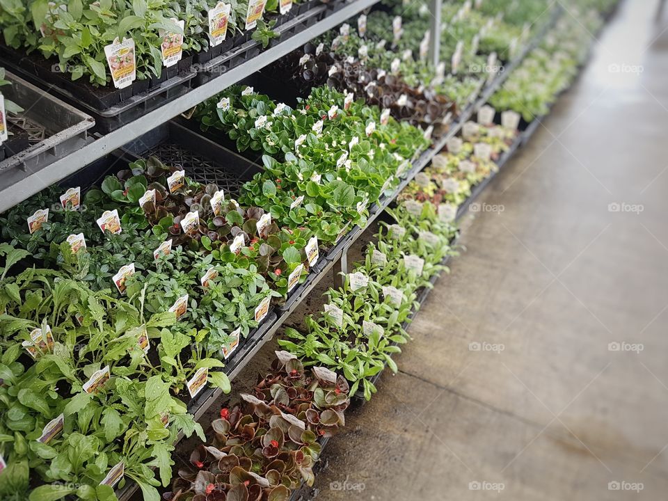 plants and seedling in garden shop