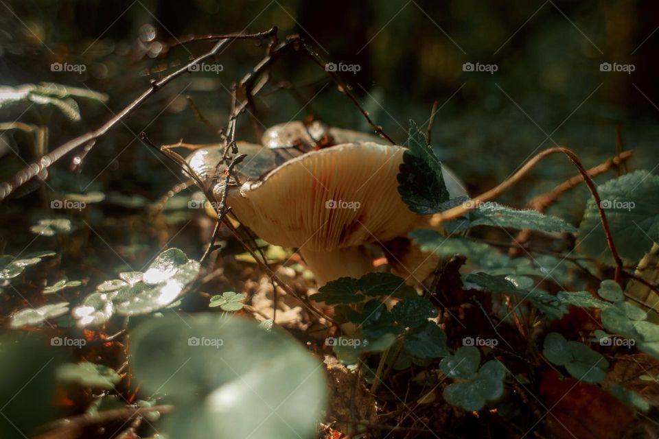 Mushrooms in a autumn sunny forest