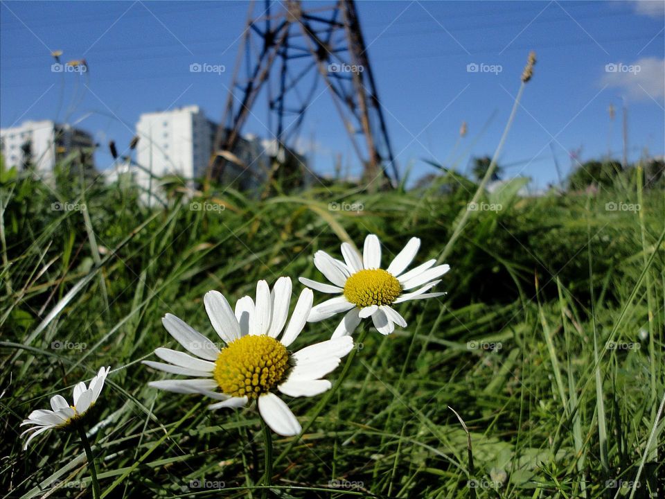 flowers growing in the green grass view from the ground