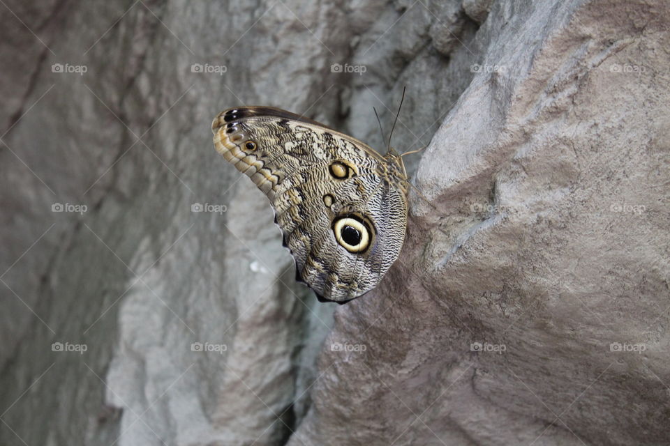 owl's eye moth