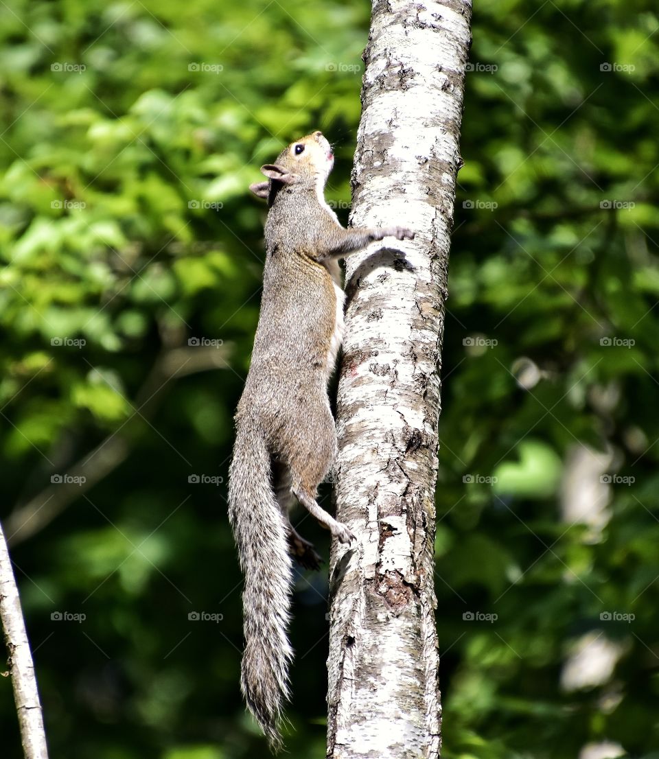 squirrel climbing fast
