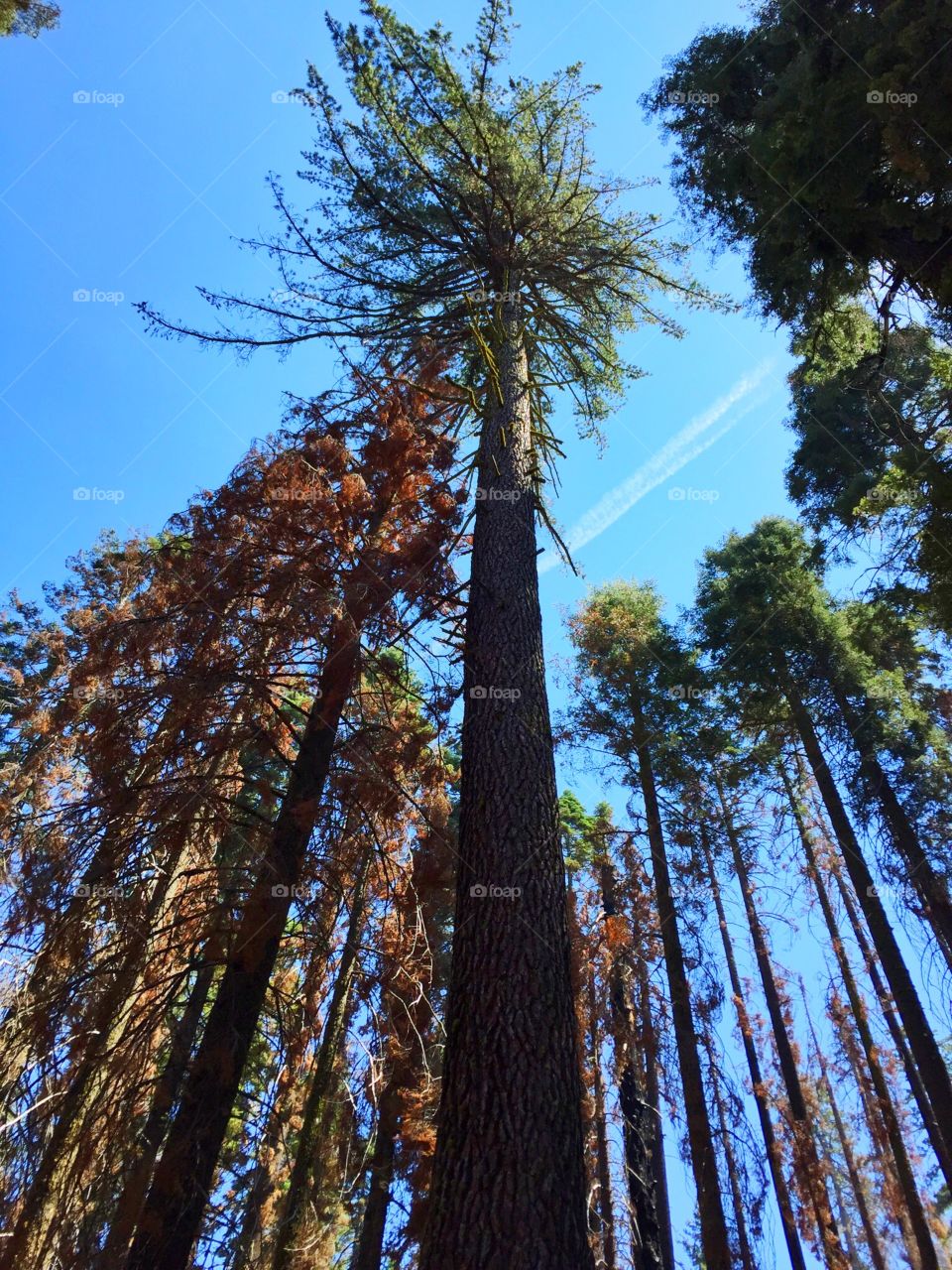 Giant sequoia view. Giant sequoia view at Yosemite National Park