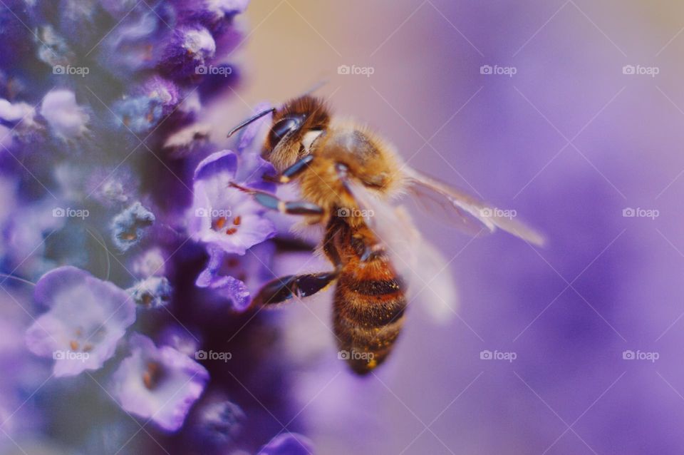 Close up or macro of a bee on purple flowers
