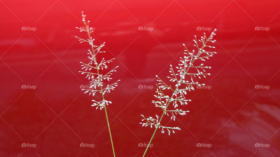 The grass was brought to make it beautiful.