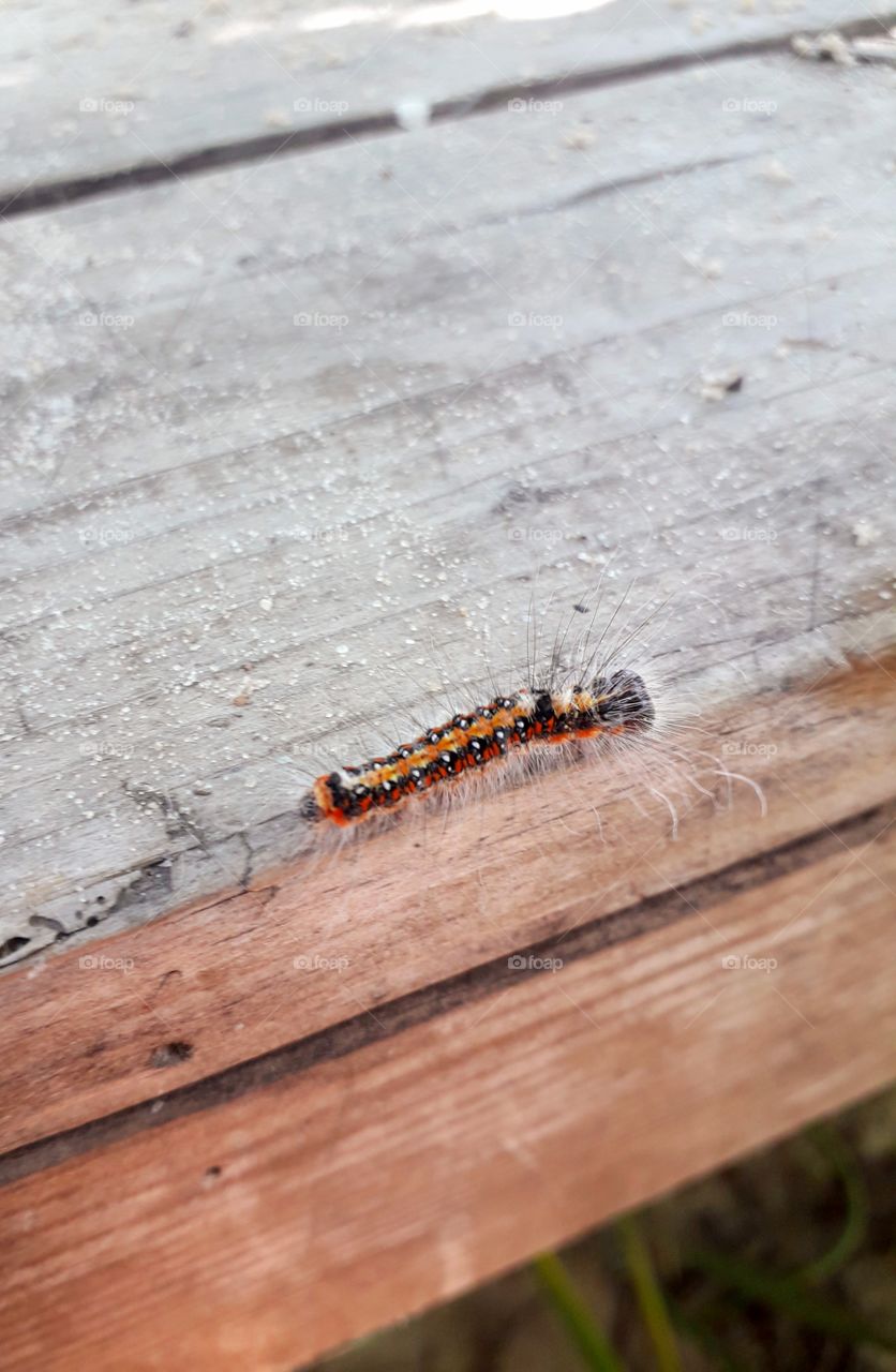 hairy caterpillar