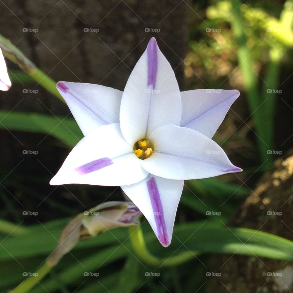 Spring Starflower