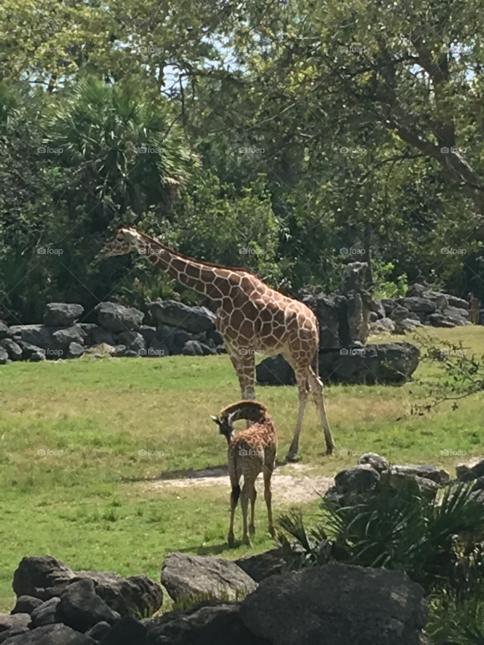 Brevard Zoo Florida Momma and baby Giraffe 