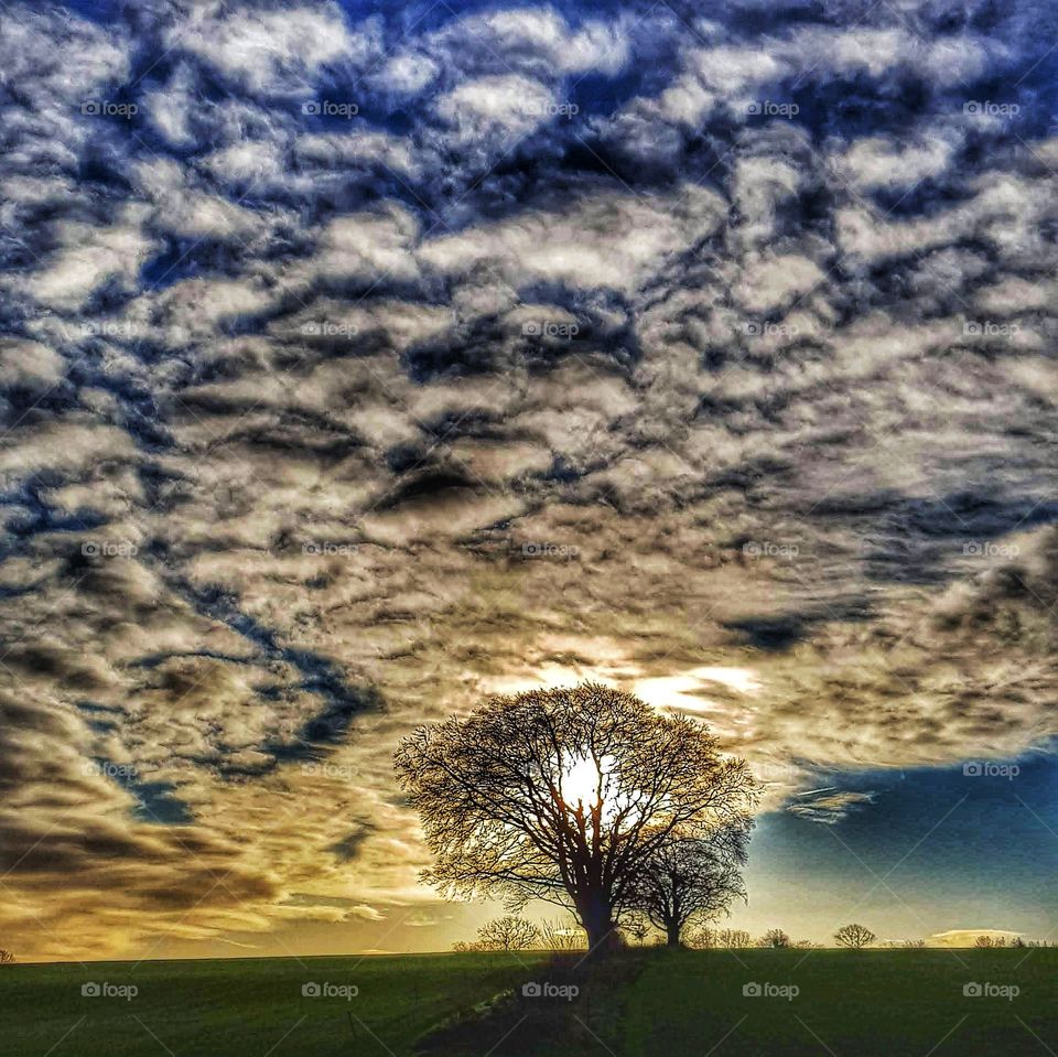 Sunrise through lone tree