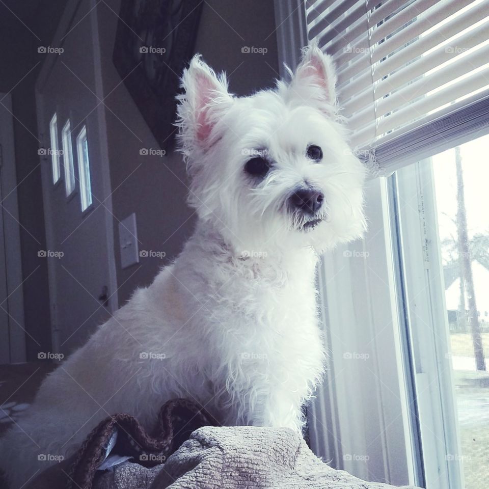 A cute Westie poses at the window